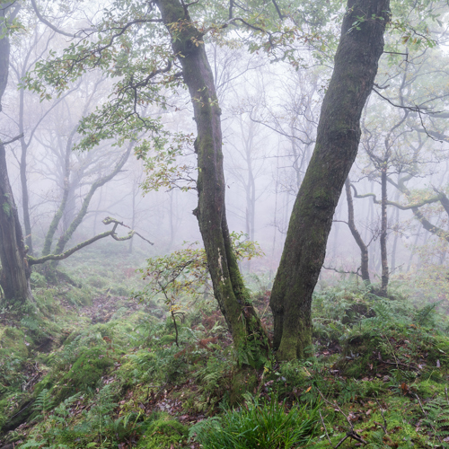 Autumn Mists (1): A misty woodland with twisted trees, sprawling ferns, and a thick carpet of moss evokes an almost mystical atmosphere. The fog enshrouds the forest, limiting visibility and adding to the ethereal feel.
