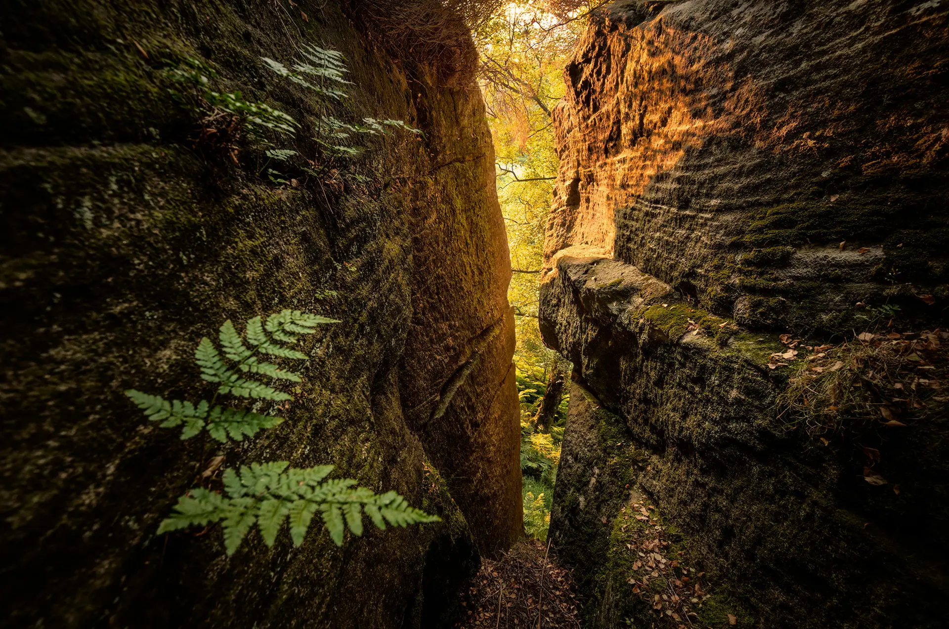 Narrow rocky passage with lush green ferns growing on moss-covered stone walls. Sunlight filters through the dense canopy overhead, casting a warm golden light that contrasts with the cooler tones of the rocks and foliage. Fallen leaves and small branches are scattered on the ground.