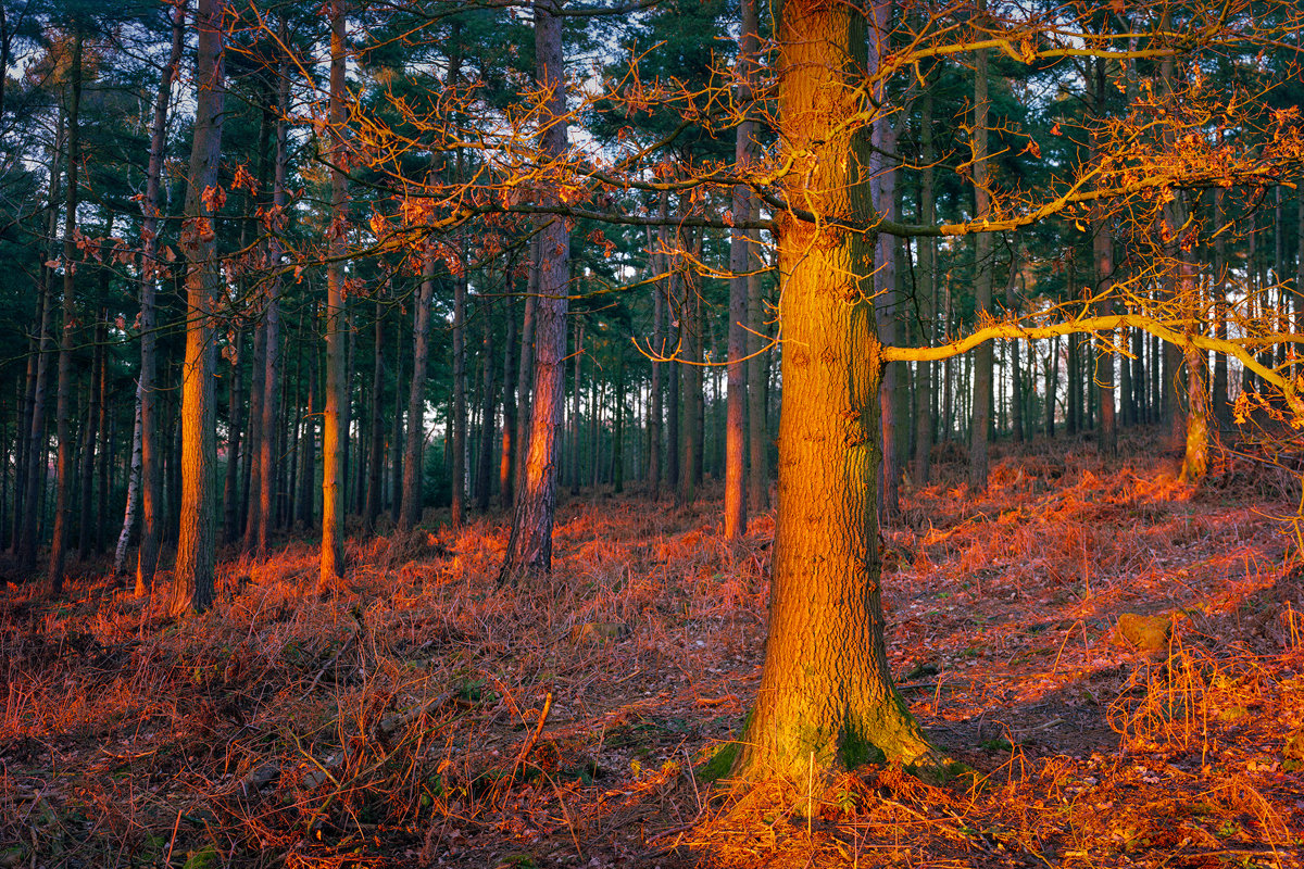 A forest in Crimple Valley, Harrogate, is bathed in the warm glow of sunset. Tall pine trees stand in the background, while the orange light catches on the textured bark of a foreground tree and the forest floor's bracken. a forest with yellow leaves