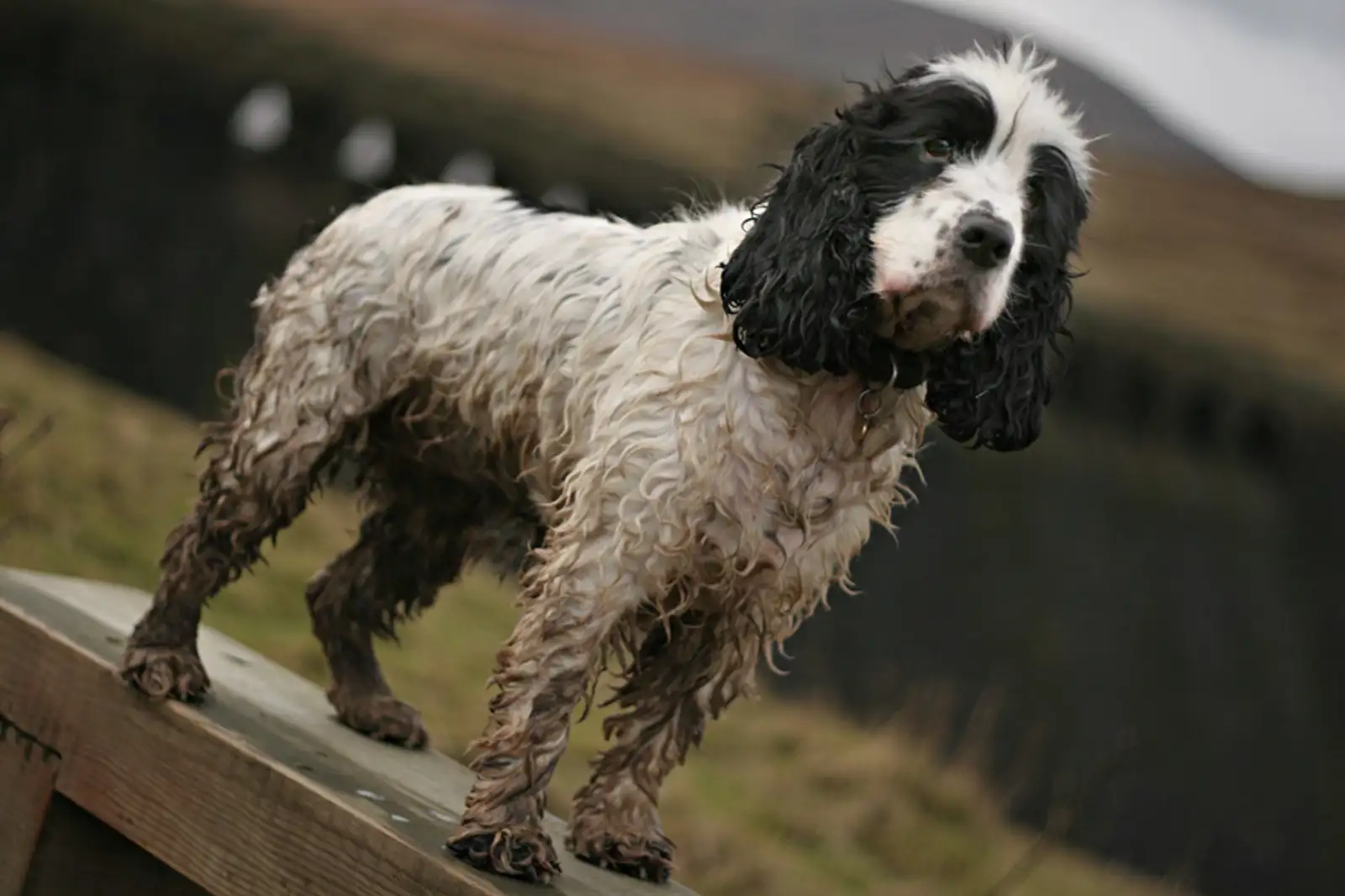 Lyra, Angram Reservoir