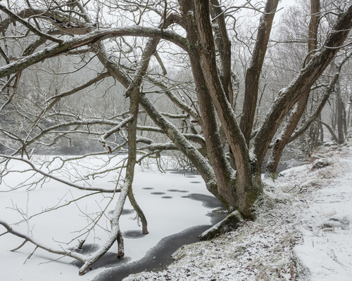 A Journey Through Ancient Woodland:  a tree covered in snow
