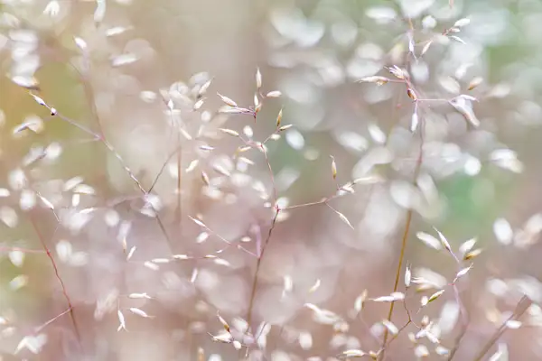 Delicate, slender grass stems with small seed heads in soft focus, creating a dreamy and ethereal effect. The background features subtle hues of cream, pink, and green, enhancing the gentle, tranquil atmosphere.