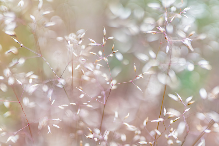 close up of a plant. plant baby's breath nature flower spring