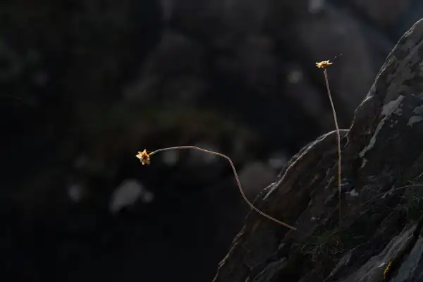 Two delicate, dry flowers on thin, curved stems jut out from a rocky surface. The rocks are textured with patches of light and dark. The background is dark and out of focus, highlighting the flowers and their stems.