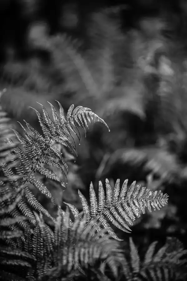 Black and white close-up of fern leaves with intricate patterns and textures. Delicate droplets of water are visible on the tips of the fronds, against a softly blurred background of more ferns.
