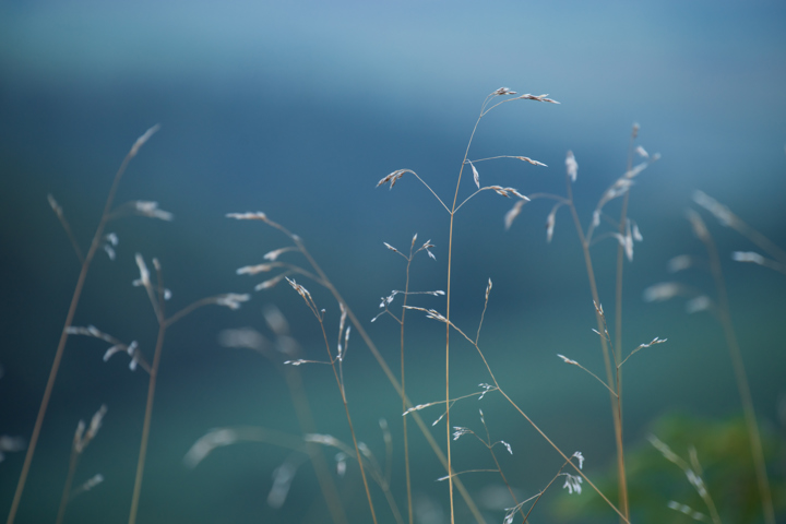 nature plant sky