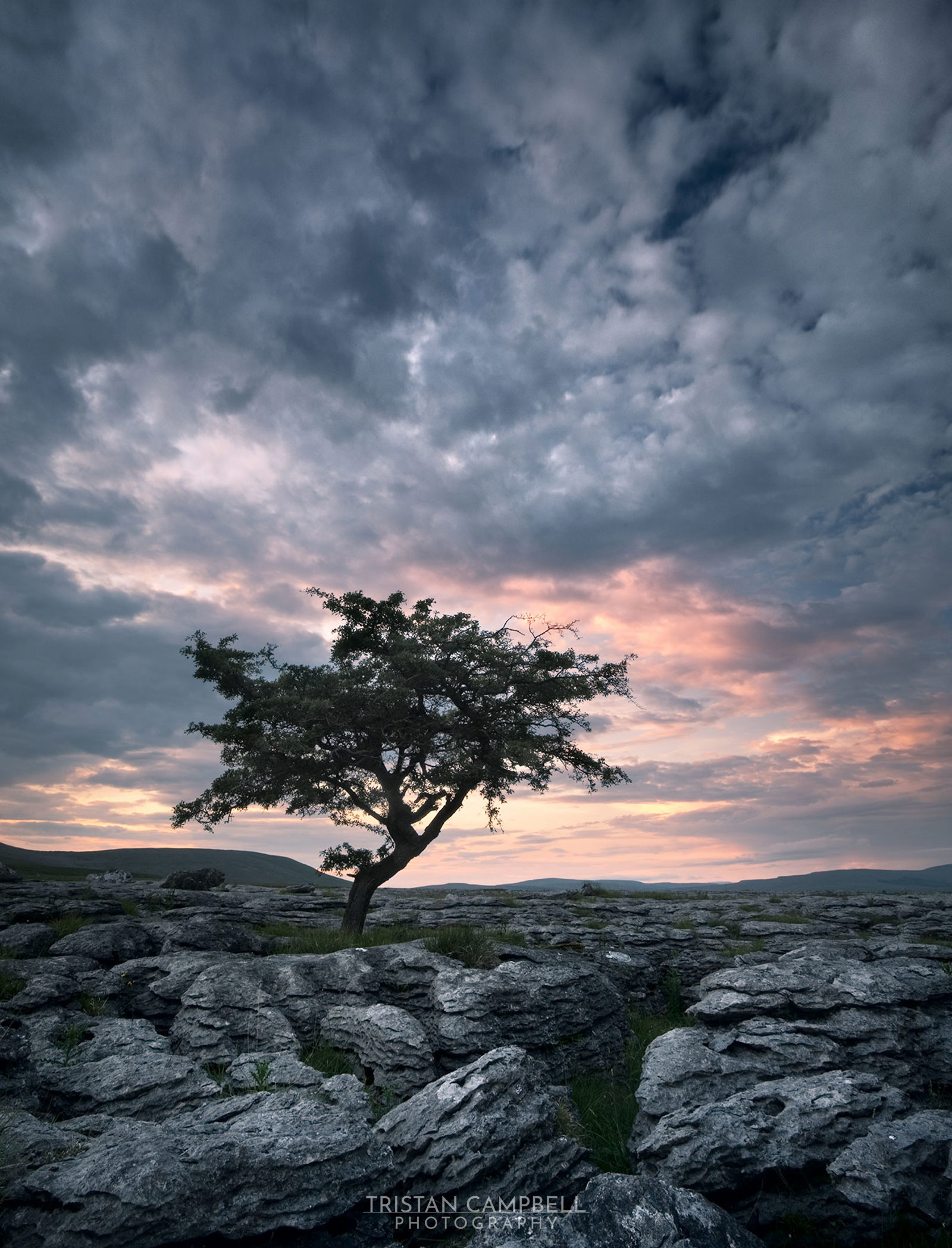 A solitary tree stands on a rugged limestone pavement, silhouetted against a dramatic sky filled with dark clouds and patches of soft pink and orange from the setting sun. The foreground features a textured expanse of weathered grey rocks, with distant rolling hills visible on the horizon.