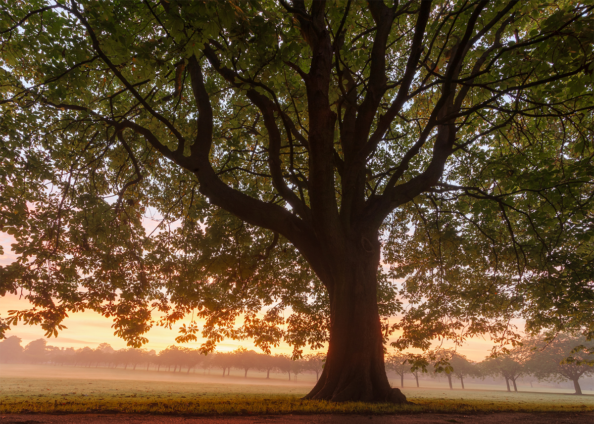 A majestic tree dominates the foreground on the Stray in Harrogate, its thick trunk and sprawling branches silhouetted against a misty sunrise. The golden light of dawn diffuses through a hazy sky, casting a warm glow over the dewy grass. In the distance, rows of trees emerge from the soft fog, creating a layered landscape bathed in the early morning light. a tree with many branches and leaves