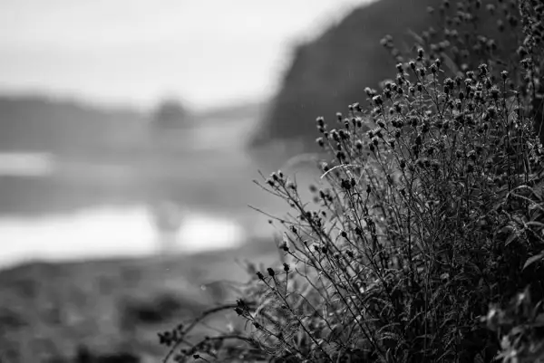 Black and white image of wildflowers in the foreground, slightly blurred, with thin stems and small buds. In the background, an out-of-focus lake and distant trees create a soft, serene landscape under a cloudy sky.