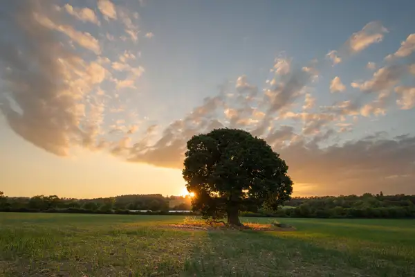 A lone tree stands in the middle of a field during sunset. The sun is partially obscured by the tree, casting a warm glow across the landscape. Wispy clouds are lit by the golden light, stretching across the blue sky. A line of trees and a small lake can be seen in the distance.
