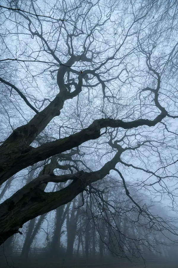 Silhouette of bare, twisted tree branches extending across a misty, overcast sky. The branches form intricate patterns against the grey background, creating an eerie and atmospheric scene. The ground is barely visible through the fog, with hints of a fence in the distance.