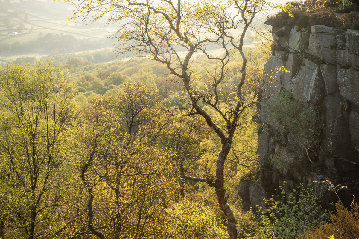 The serene essence of ancient woodland early on a early summer morning, with a rugged cliff to the right. Soft golden light filters through the foliage, highlighting the texture of the trees against the gentle undulations of the forested landscape. a group of trees next to a rock wall