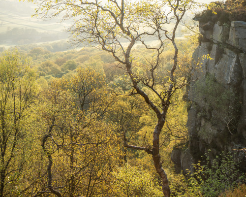 A Journey Through Ancient Woodland: The serene essence of ancient woodland early on a early summer morning, with a rugged cliff to the right. Soft golden light filters through the foliage, highlighting the texture of the trees against the gentle undulations of the forested landscape. a group of trees next to a rock wall