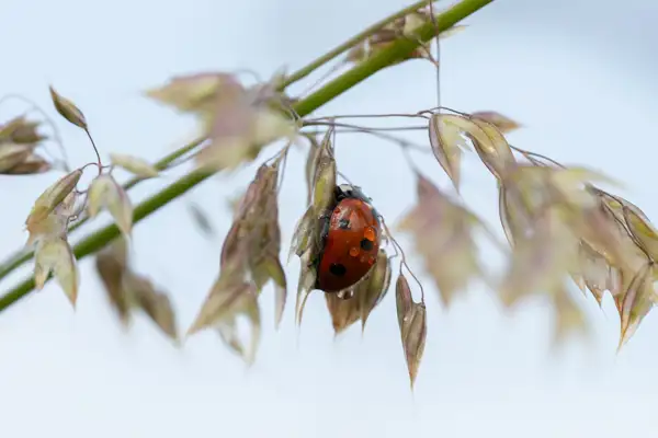 Ladybird with water droplets on its back clings to a slender, green stem surrounded by brownish, delicate seed pods, against a soft blue background.