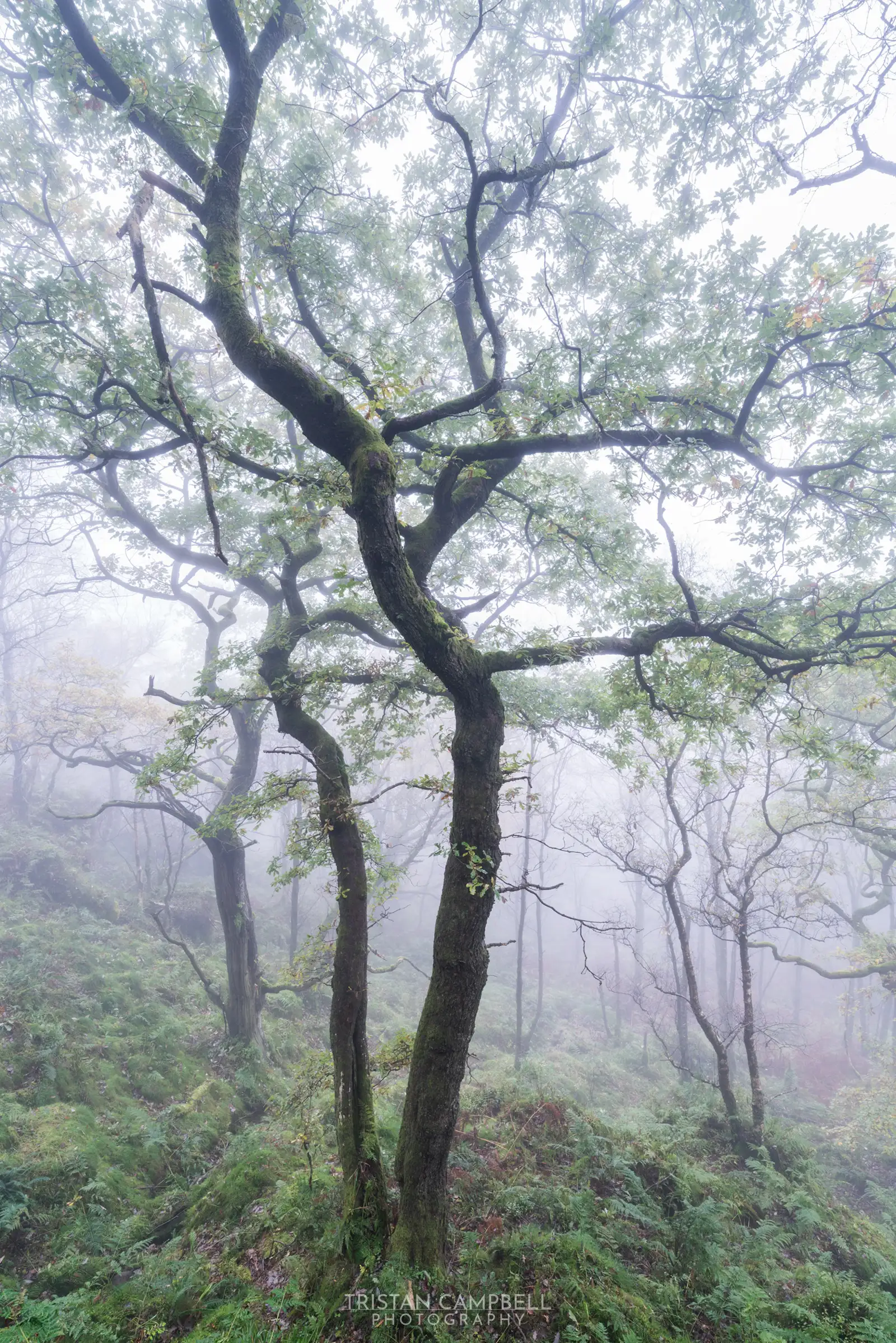 Tall trees with twisting branches stand on a misty hillside covered in lush green ferns. The fog creates a soft, ethereal atmosphere, diffusing the light and partially obscuring the background.