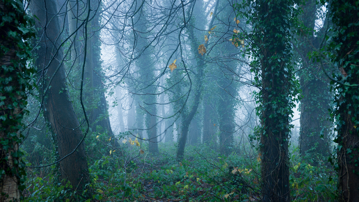  a forest with trees and fog