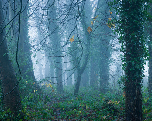 School Run:  a forest with trees and fog