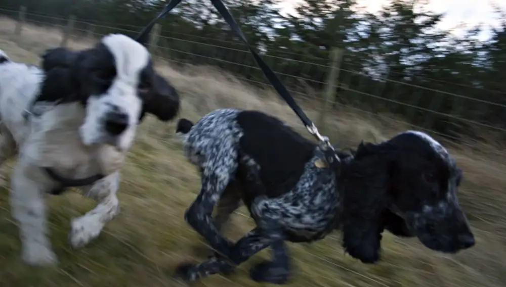 Leo and Lyra, Little Armscliffe
