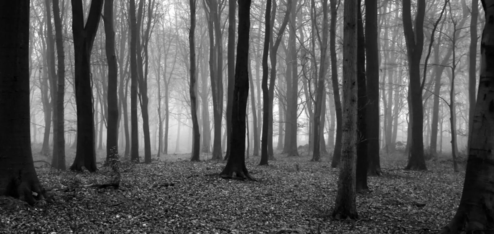 The woods