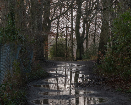 School Run:  a wet road with trees on either side of it