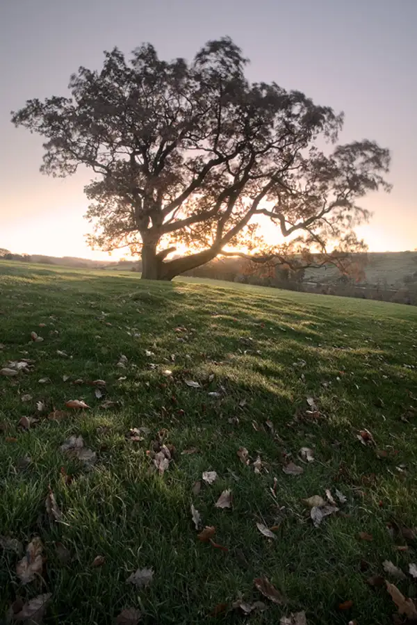 Dawn, near Blubberhouses