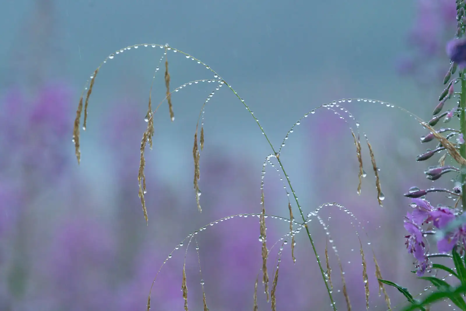 Graceful stalks of grass, adorned with sparkling water droplets, arc over a soft backdrop of blurred purple flowers. The scene is tranquil, capturing the freshness of a light rain against a muted blue sky.