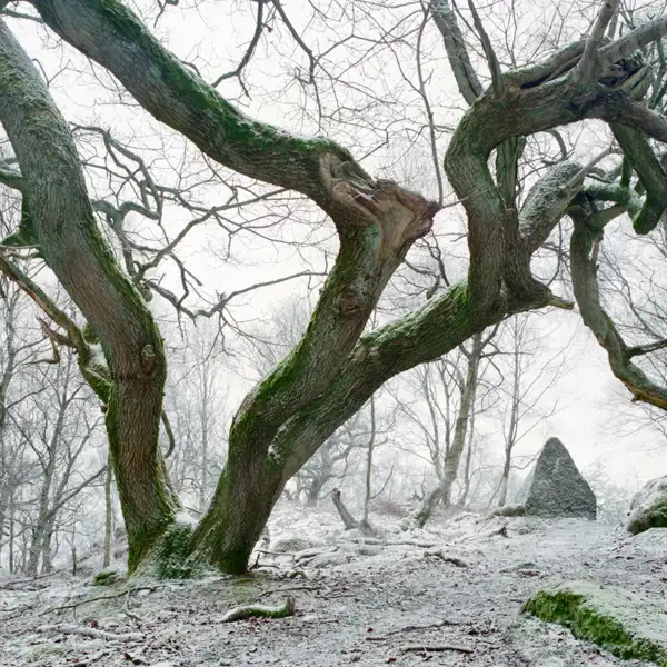 Winter Wonderland