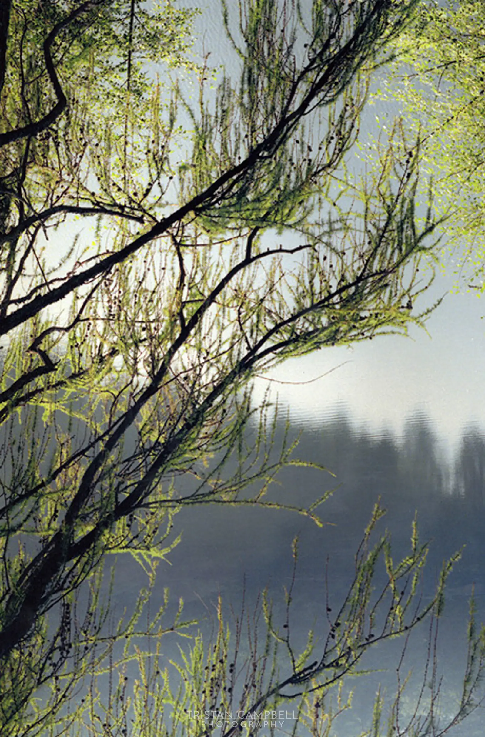 Backlit Branches
