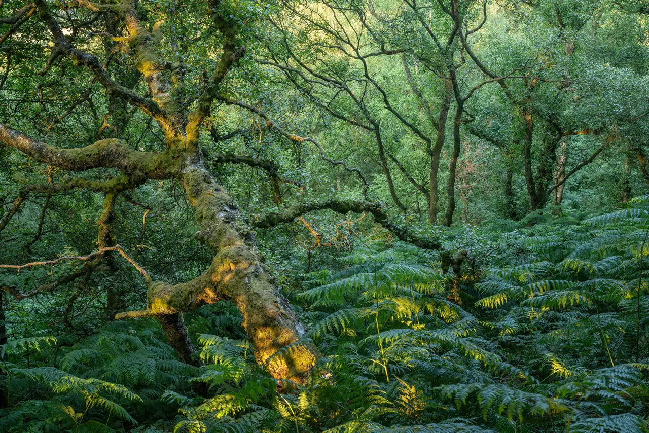 Sunlight filters through a dense forest with thick, twisting tree branches covered in moss. The forest floor is lush with ferns, and the vibrant green foliage is dappled with golden sunlight, creating a serene and enchanting atmosphere.