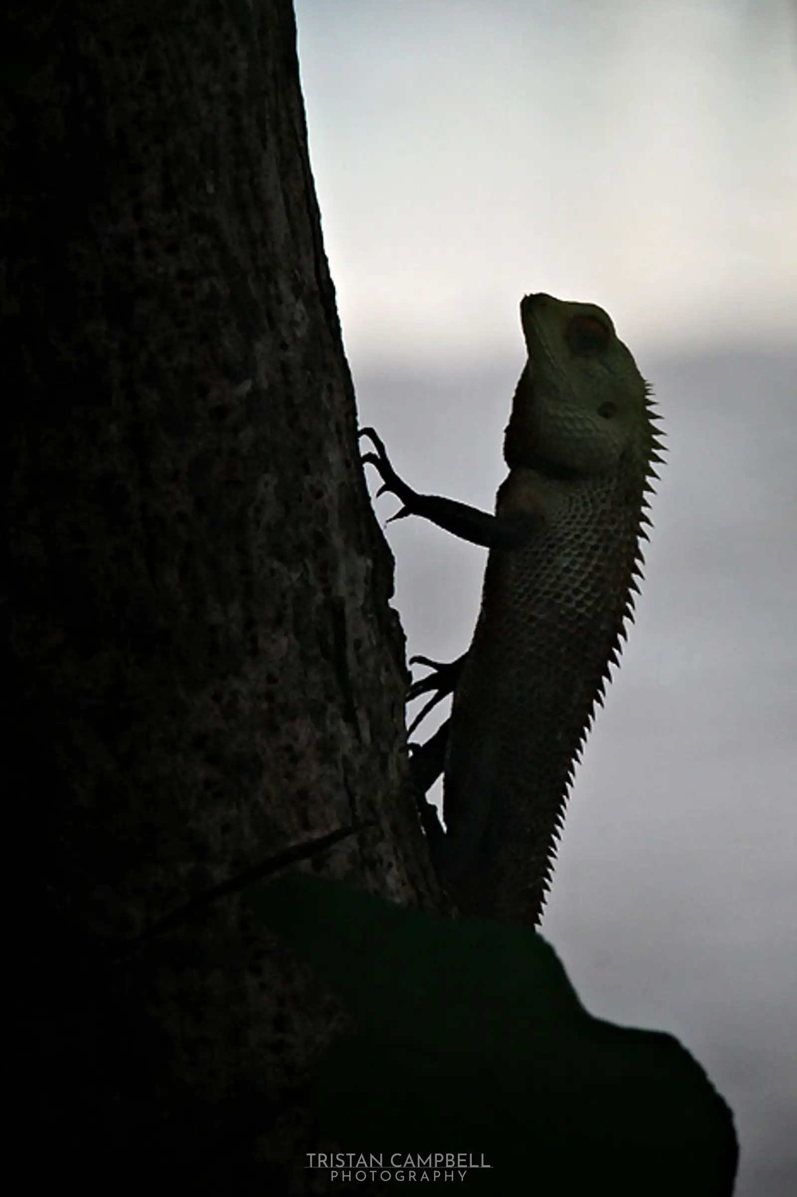 Lizard