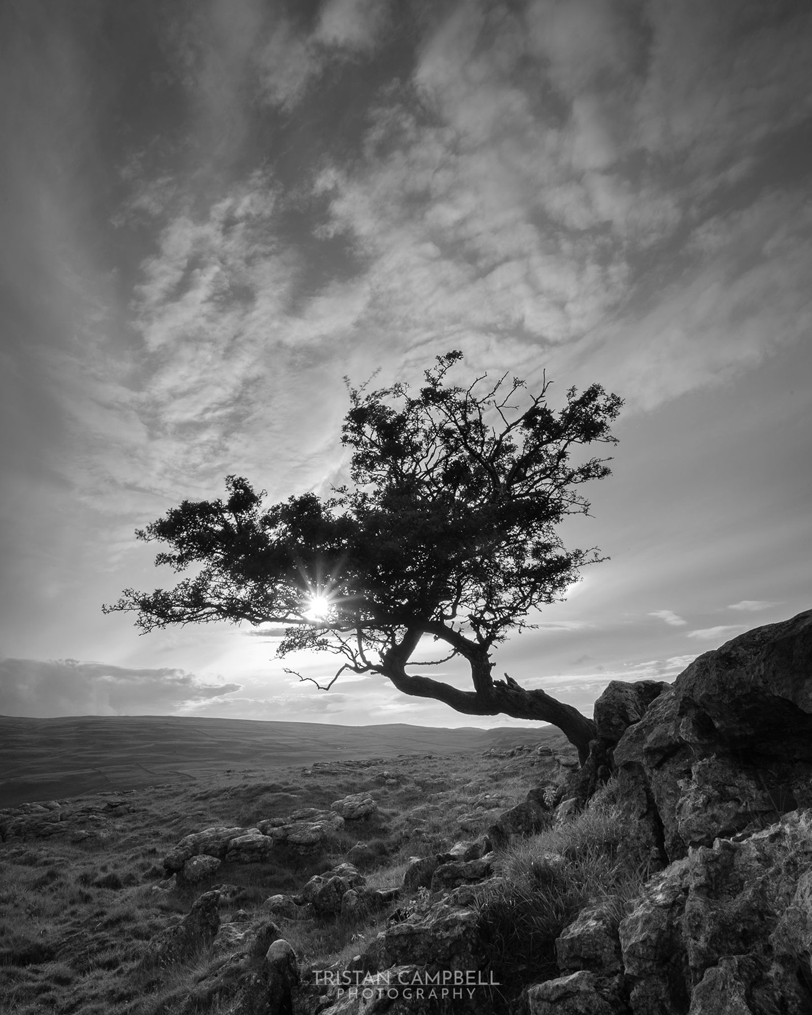 A solitary tree with a curved trunk leans over rocky terrain, silhouetted against a bright sky. The sun is partially visible, casting rays through the tree's branches. The landscape is expansive with rolling hills under a backdrop of scattered clouds. The scene is depicted in black and white, adding contrast and depth.