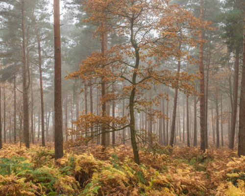 Harrogate Landscapes:  a tree in a forest