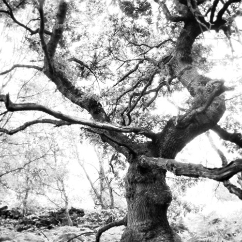 Old Oak Tree: Old Oak Tree