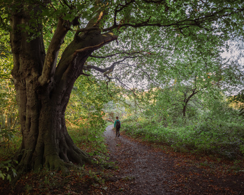 School Run:  a person walking on a path in a forest