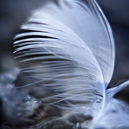 Frozen Feather: Frozen Feather