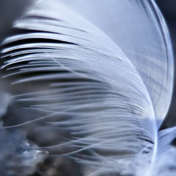 Frozen Feather