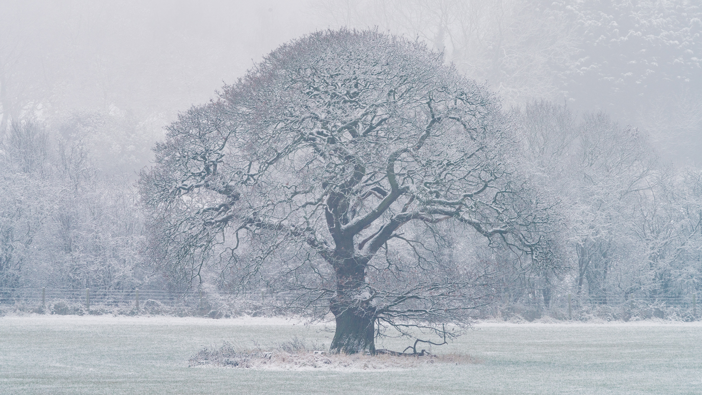  a tree in a snowy field