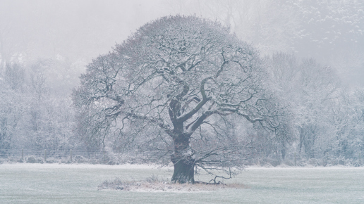  a tree in a snowy field