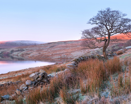 Harrogate Landscapes: A panoramic view of Angram Reservoir in Nidderdale at dawn. The sky gently transitions from lavender to soft peach above the tranquil water. A lone tree stands sentinel beside a dry stone wall, while frost-kissed grasses whisper of early morning chill. Sheep graze on the rolling hills that bask in the rosy glow of sunrise. a tree in a field