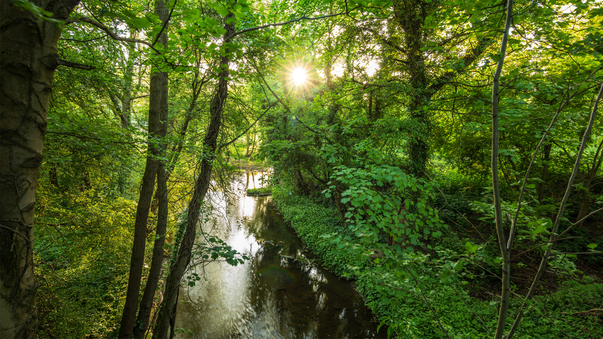 In Harrogate's Crimple Valley, sunlight pierces through lush green foliage, casting dappled reflections on a tranquil Crimple Beck. The vibrant greenery envelops the water, creating a serene woodland scene. a waterfall in a forest