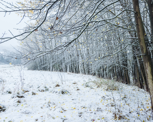 Discover the beauty of Crimple Valley: A wintry scene from Crimple Valley in Harrogate, where a fresh layer of snow clings to the ground and the bare branches of a line of trees. A few yellow leaves hang on, adding a subtle contrast to the white and grey hues. a snowy field with trees