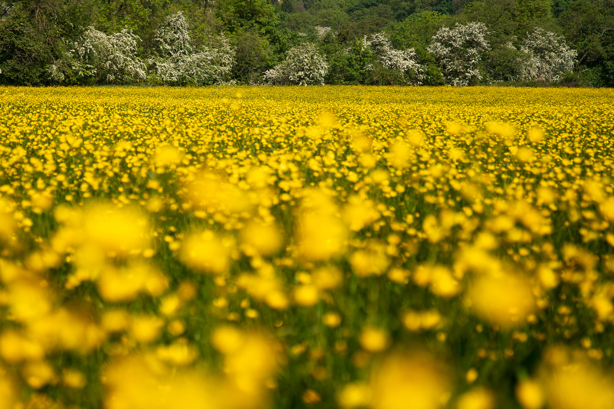A vibrant field of buttercups blankets Crimple Valley in Harrogate, creating a sea of yellow. In the background, a line of trees in full white blossom contrasts with the flowers, under a soft blue sky. a field of yellow flowers