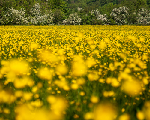 Discover the beauty of Crimple Valley: A vibrant field of buttercups blankets Crimple Valley in Harrogate, creating a sea of yellow. In the background, a line of trees in full white blossom contrasts with the flowers, under a soft blue sky. a field of yellow flowers