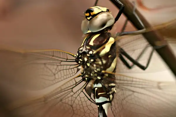 Dragonfly