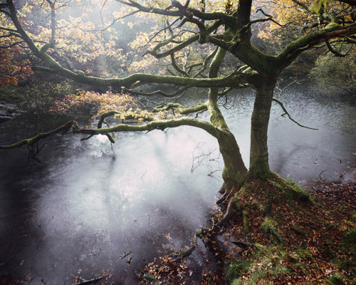 A Journey Through Ancient Woodland:  a tree next to a body of water
