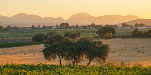 Rolling countryside at sunset with a foreground vineyard and grazing sheep. Behind, rows of olive trees stretch towards rustic houses and a line of trees. Distant hazy mountains are silhouetted against a golden sky.