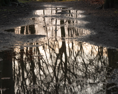 School Run:  a reflection of trees in a puddle