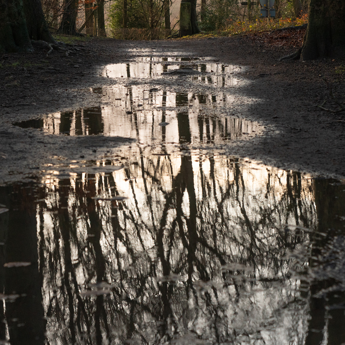  a reflection of trees in a puddle