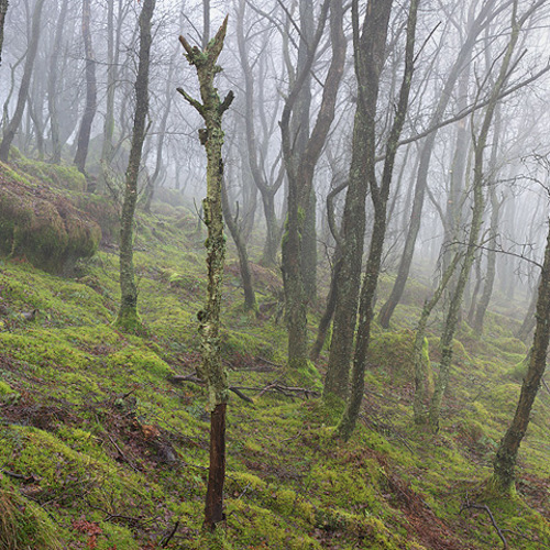 Winter woodland mist: Winter woodland mist