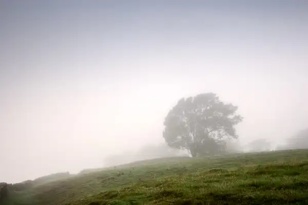 Misty Morning I